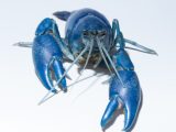 Blue Lobster Price: A Comprehensive Guide