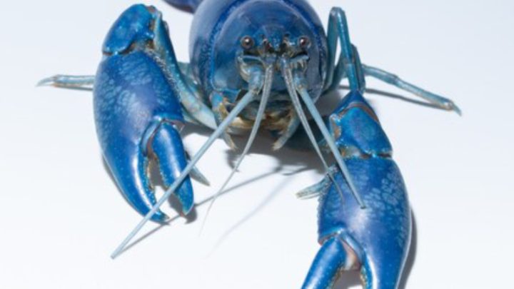 Blue Lobster Price: A Comprehensive Guide